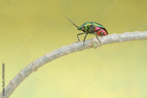 A harlequin bug is looking for food on the stems of climbing plants. This beautiful, rainbow-colored insect has the scientific name Tectocoris diophthalmus. photo