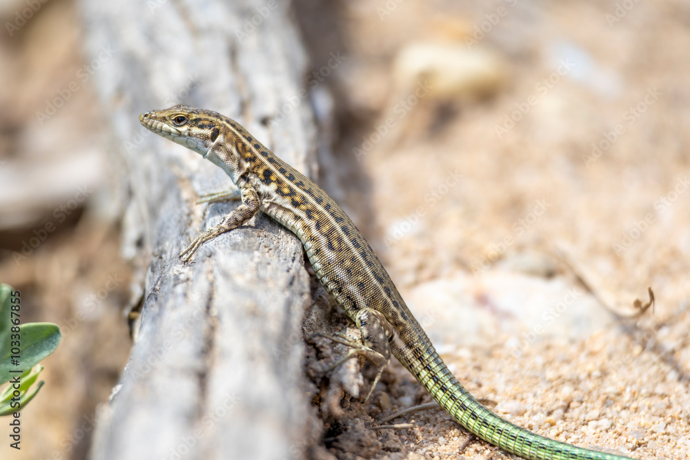 Naklejka premium Sardinien, Perle im Mittelmeer