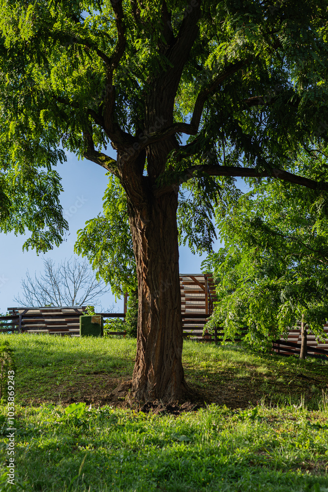 A tall acacia tree with thick, sinewy bark and lush green foliage, standing on a grassy hill with a wooden structure and clear blue sky in the background on a bright summer day.
A tall acacia tree with thick, sinewy bark and lush green foliage, standing on a grassy hill with a wooden structure and clear blue sky in the background on a bright summer day.