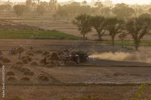 farmers extracting Harvesting of wheat crop with the help of tractors in the village of Punjab Pakistan in evening, golden light