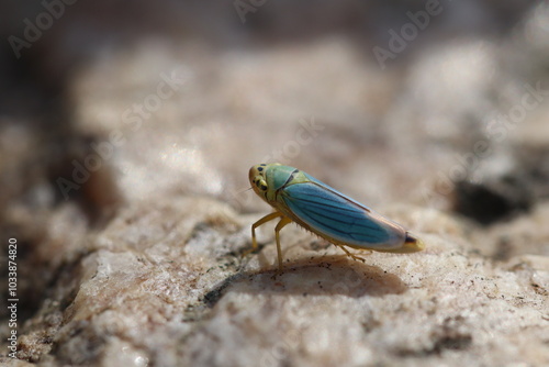 pequeno inseto azul