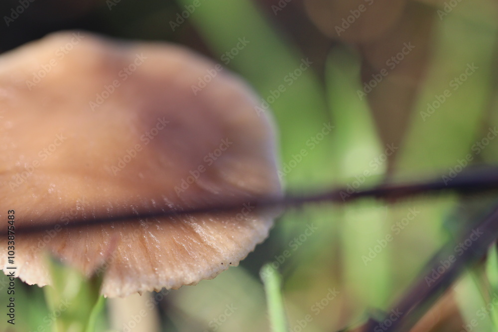 Cogumelos Selvagens Boidobra Portugal Cogumelos Selvagens Boidobra Portugal