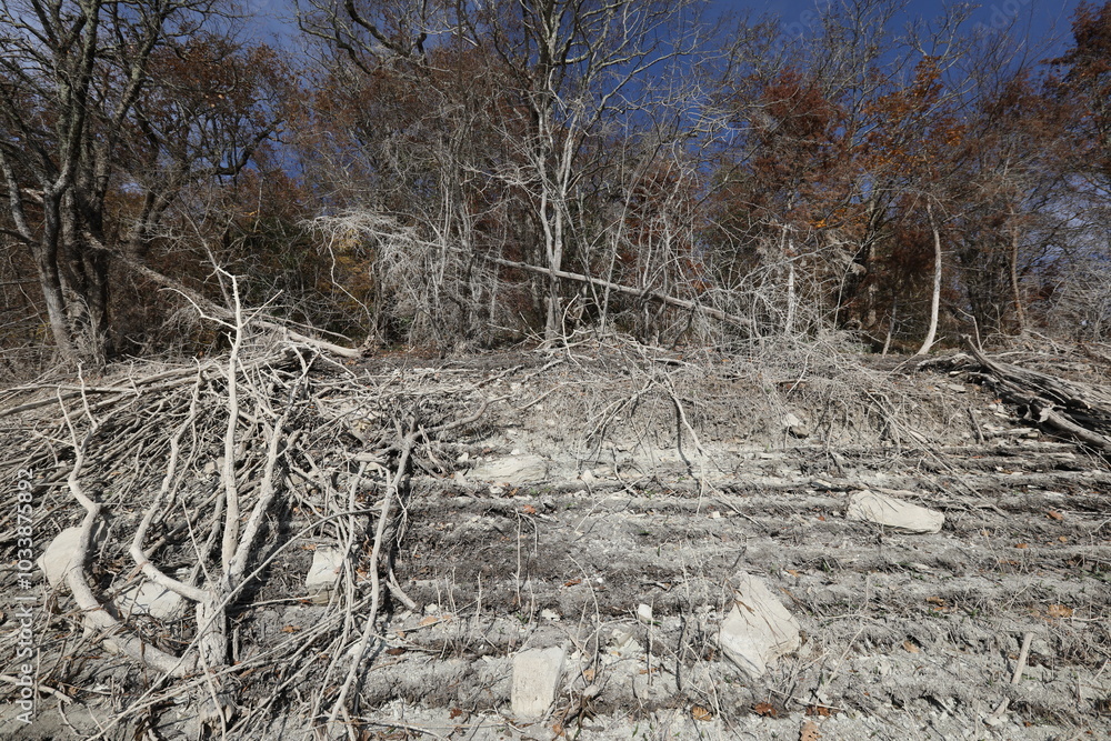 river bank with fallen trees