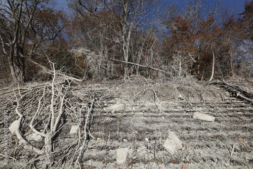 Obraz na płótnie river bank with fallen trees w salonie