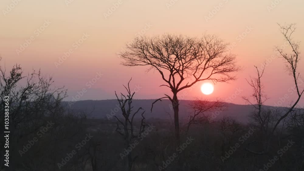 a zoom in shot of the sun setting behind a tree at balule nature reserve of kruger national park in south africa a zoom in shot of the sun setting behind a tree at balule nature reserve of kruger national park in south africa