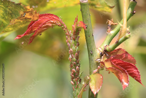Pucerons (Macrosiphum rosae) sur les pousses de rosiers