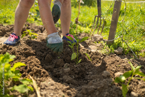 Gardener hands in gloves planting bush of pepper in field on green grass background.