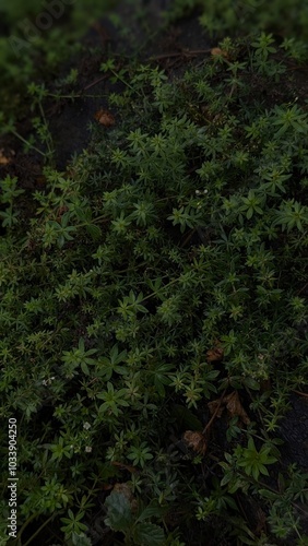 green moss in the woods