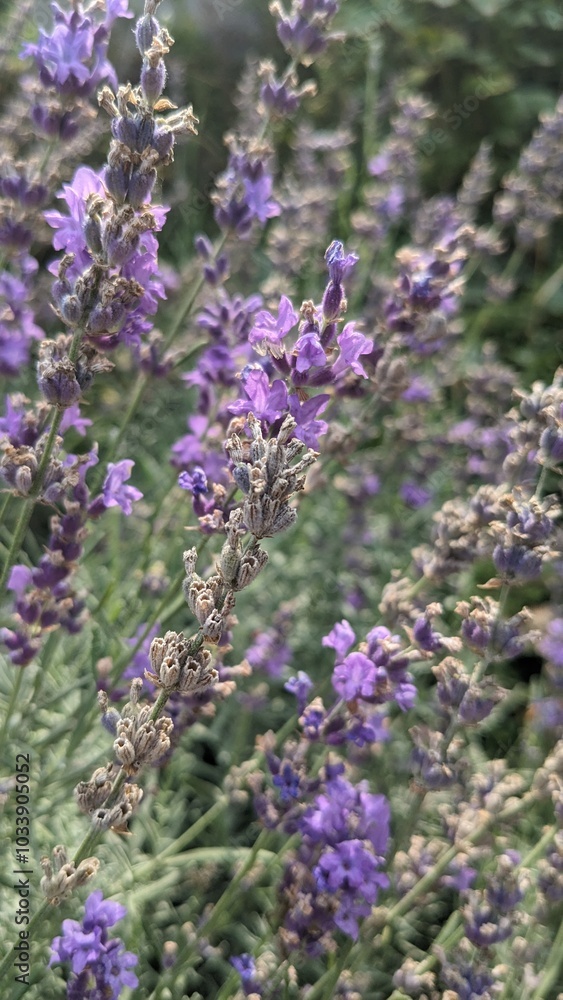 Fototapeta premium close up of lavender flowers