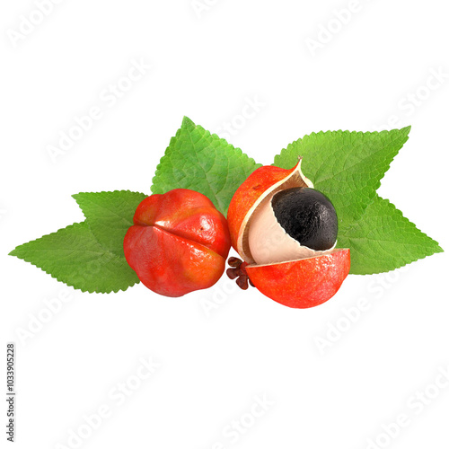 guarana fruit Brazil Amazon