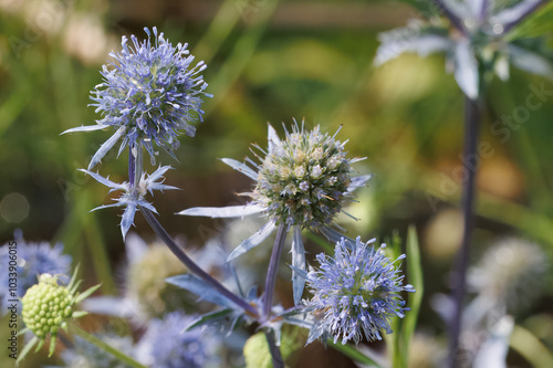 Blüten eines Mannstreu in der Sonne