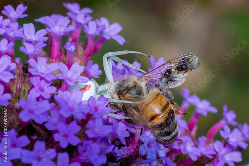 Krabbenspinne mit Biene als Beute