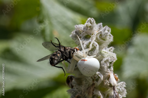 Krabbenspinne mit Fliege als Beute