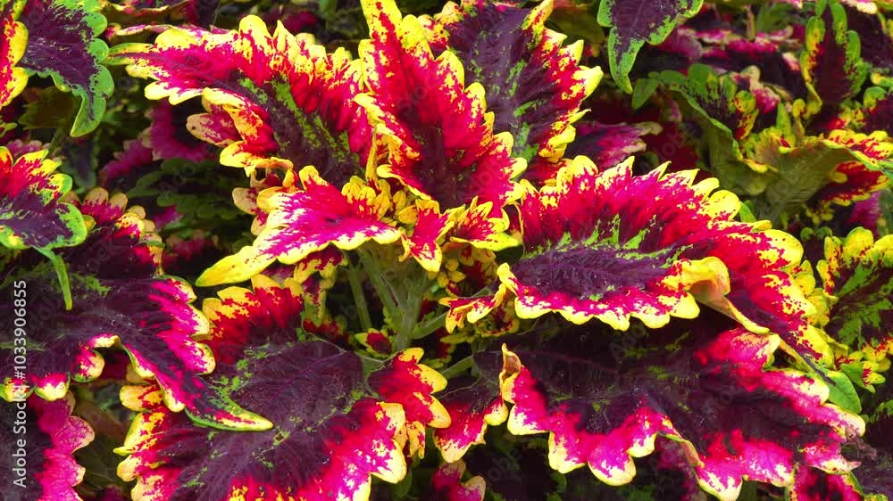 Cultivar of Coleus - hullwort, spurflower, flybush, hedgehog flower - ornamental plant with colorful bright leaves in the garden Cultivar of Coleus - hullwort, spurflower, flybush, hedgehog flower - ornamental plant with colorful bright leaves in the garden