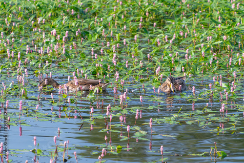 Mallards swim among pink Persicaria amphibia flowers in a pond. longroot smartweed, water knotweed