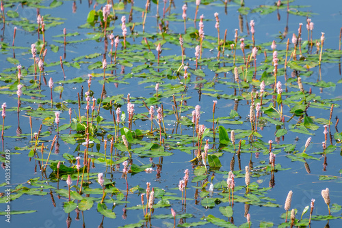 Persicaria amphibia. longroot smartweed, water knotweed, amphibious bistort. Pink flowers in the pond. photo