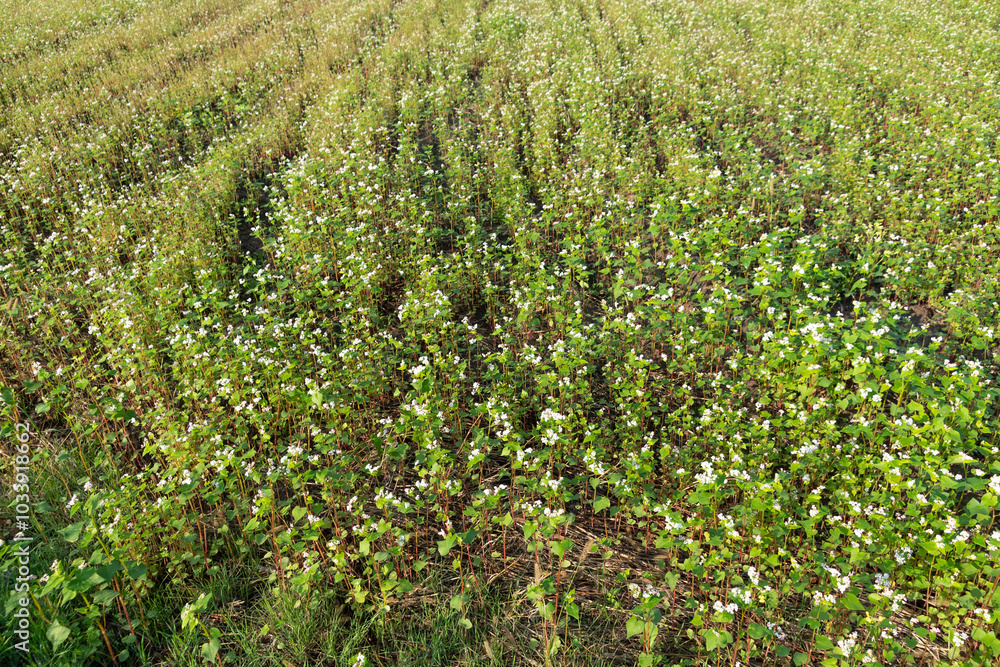 Field of Buckwheat (Fagopyrum esculentum). common buckwheat. Agricultural crop. Field of Buckwheat (Fagopyrum esculentum). common buckwheat. Agricultural crop.