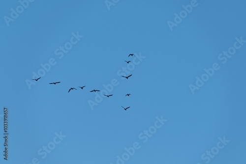 Canvas Print A flock of black birds flies in a wedge formation in the sky