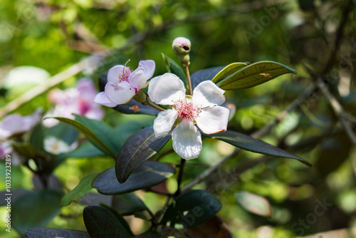 Vibrant Rose Myrtle Flowers Amidst Lush Green Foliage photo