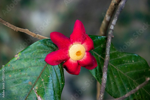 Large-Flowered Uvaria with Yellow Center Among Green Foliage photo