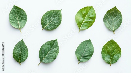 Collection of Green Leaves