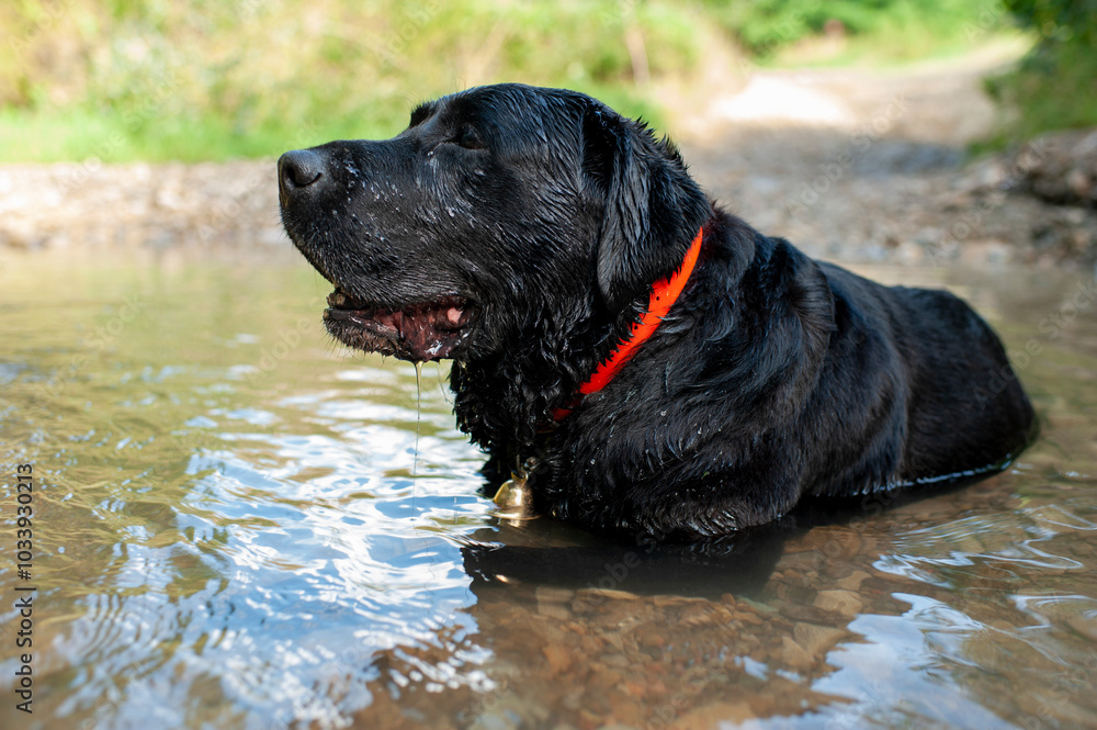 Black Labrador swimming in a green lake with his ball Black Labrador swimming in a green lake with his ball
