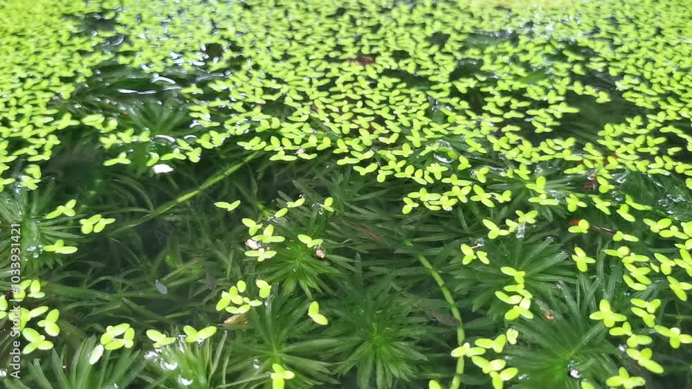 Closeup of beautiful fish and common duckweeds plant in small pond. Handheld footage. Closeup of beautiful fish and common duckweeds plant in small pond. Handheld footage.