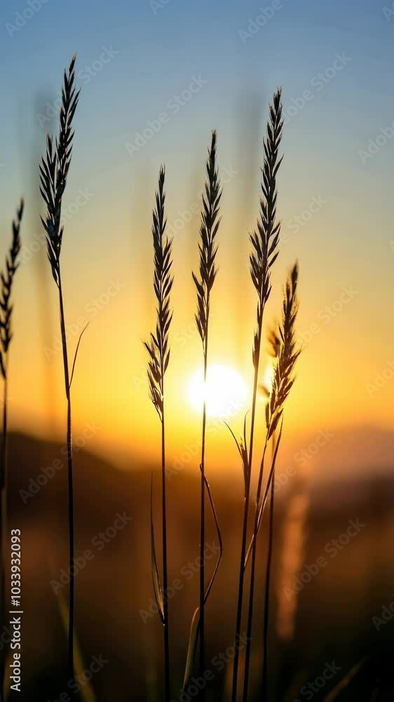 silhouetted tall grass against a sunset background silhouetted tall grass against a sunset background