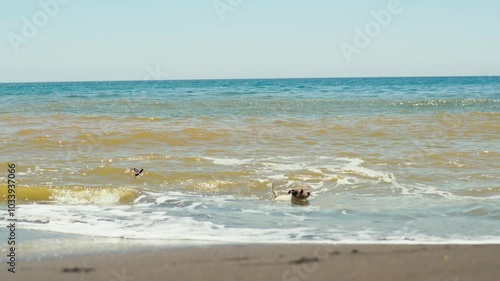 dog runs and plays on the seashore. slow motion