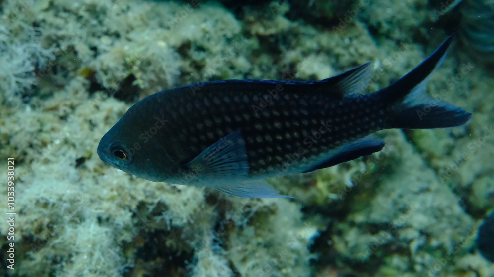 Fototapeta premium Damselfish or Mediterranean chromis (Chromis chromis) undersea, Aegean Sea, Greece, Halkidiki, Pirgos beach