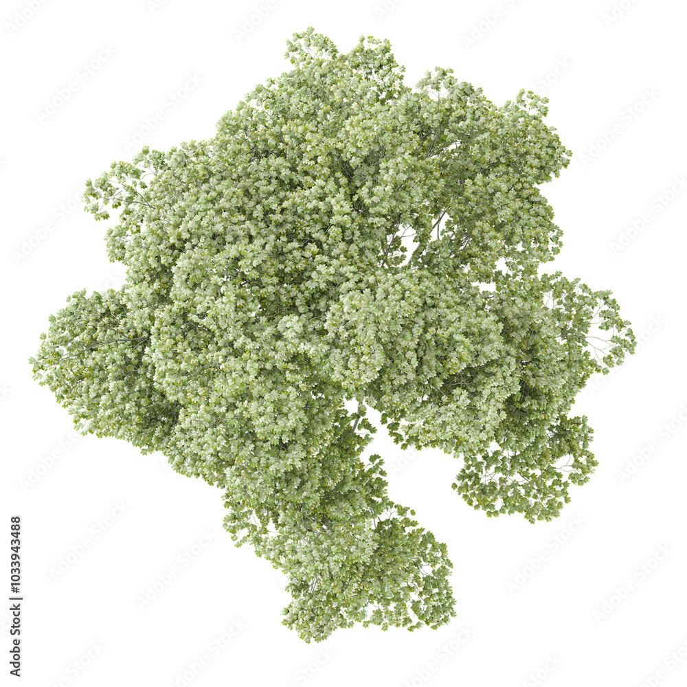 3d illustration of Baby's-breath trees isolated on transparent Canvas from top view 3d illustration of Baby's-breath trees isolated on transparent Canvas from top view