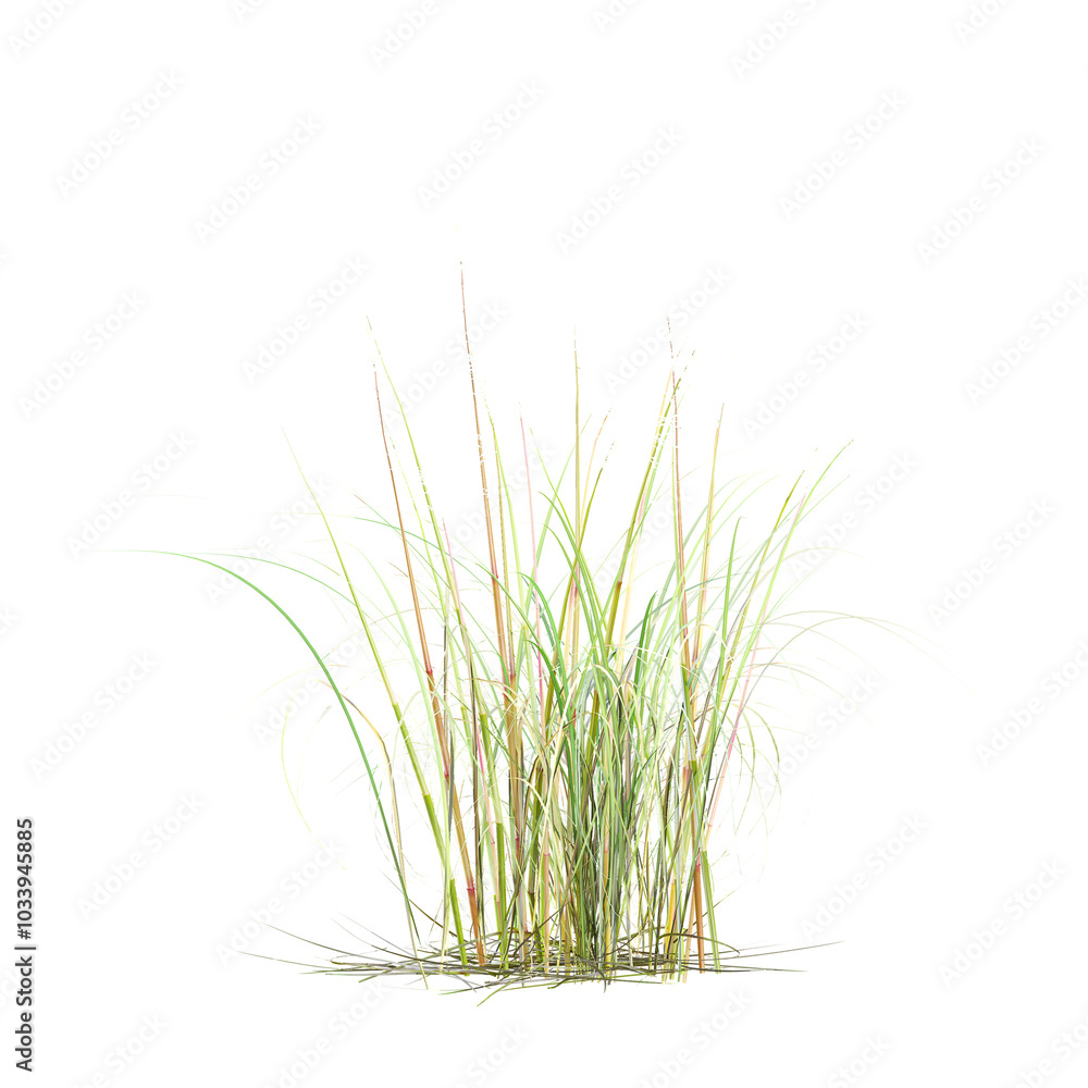 Obraz premium collection of American beachgrass with realistic style