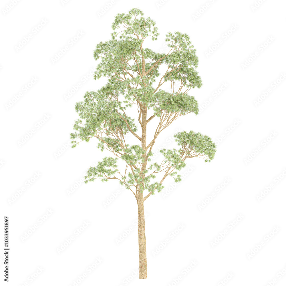 3d rendering of Eucalyptus microcorys tree isolated on transparent Canvas 3d rendering of Eucalyptus microcorys tree isolated on transparent Canvas