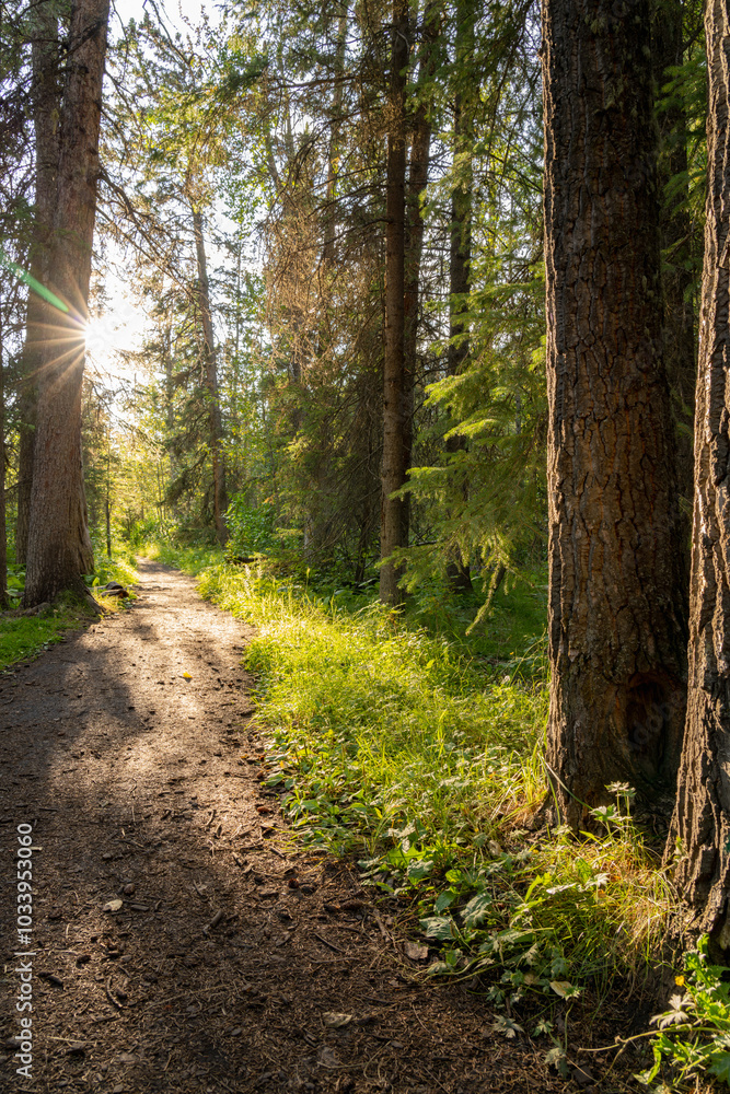 Obraz premium Natural forest footpath scenery. Fenland Trail in summer sunny day. Banff National Park, Canadian Rockies, Alberta, Canada.