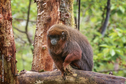 Photography The coppery titi monkey, Plecturocebus cupreus,