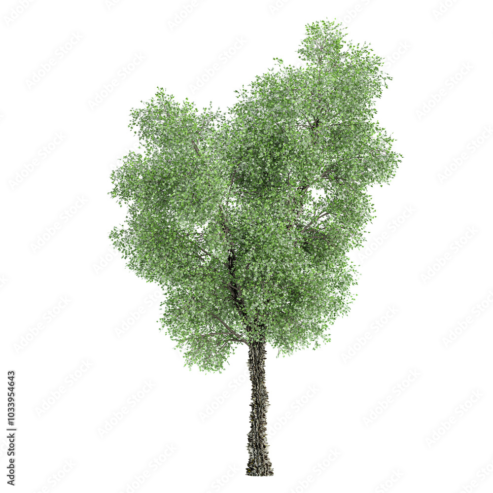 Fototapeta premium Green Populus sect. Aigeiros plant isolated on transparent Canvas