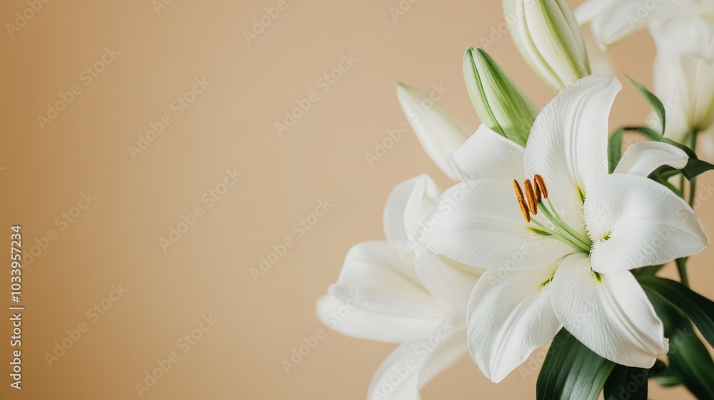 Fototapeta premium White Lilies on a Beige Background