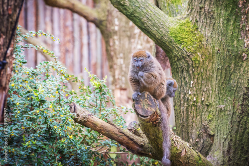 Alaotra bamboo lemurs are prosimians with pointed snout and wet nose, brown, woolly fur and scent glands photo