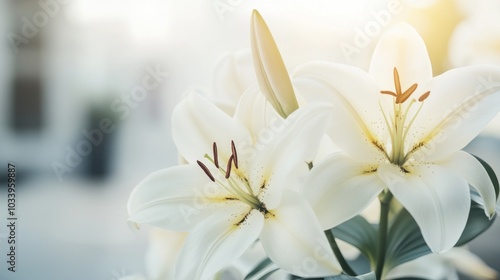 White Lily Flowers in Bloom