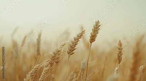 Beautiful Wheat Field, Generative AI