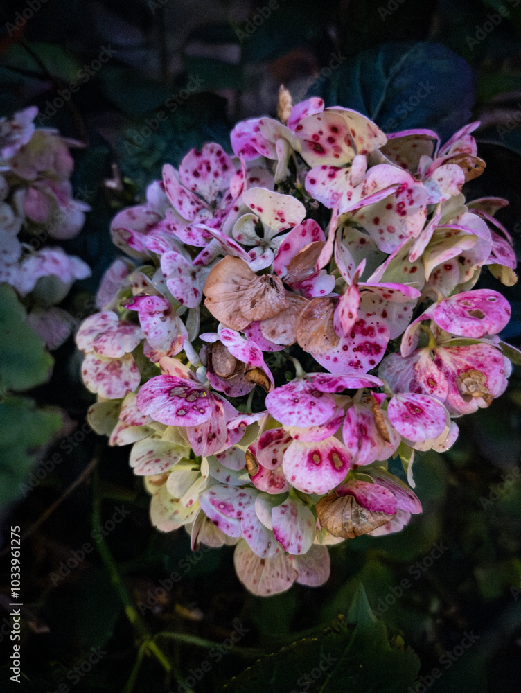 Hydrangea macrophylla, Edinburgh, Scotland