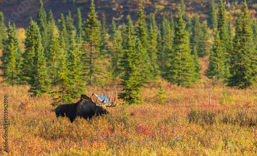 Bull Alaska Yukon Moose in Autumn in Denali National Park Alaska 