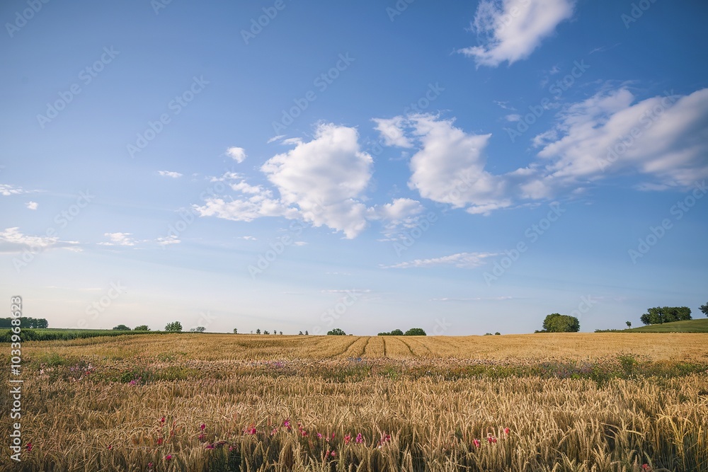 Obraz premium A vast, golden wheat field stretching out to the horizon