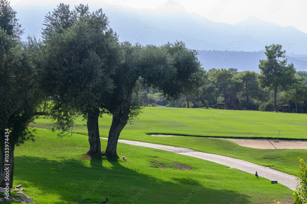 Fototapeta premium A serene morning in a lush green landscape with olive trees casting shadows on a winding path at a golf course near the mountains