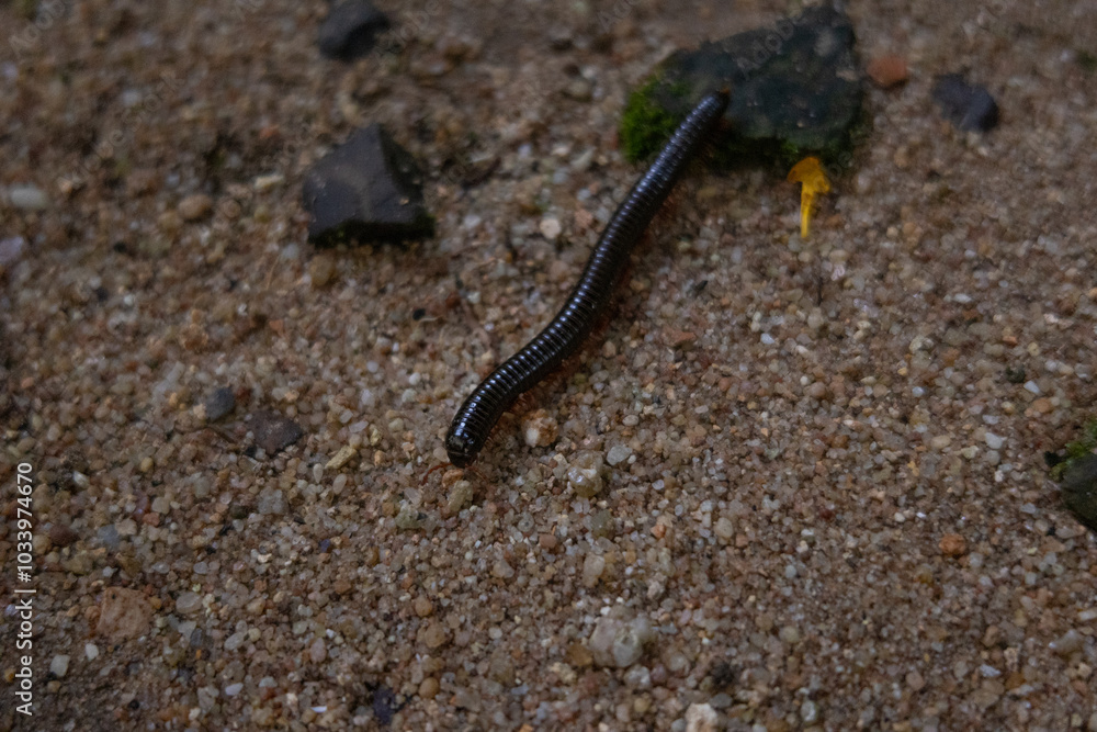 A black centipede crawling on the ground around moss in the jungle, in its natural habitat. Photos of insects A black centipede crawling on the ground around moss in the jungle, in its natural habitat. Photos of insects