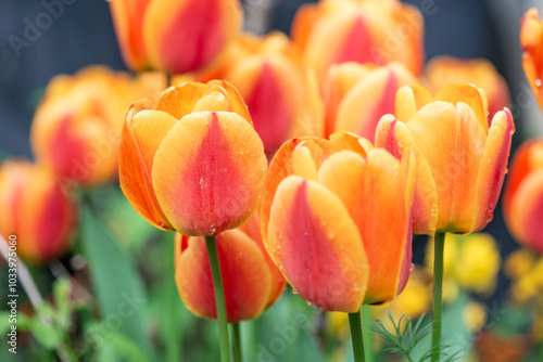closeup on beautiful flower head of red and orange fresh tulips covered with ...