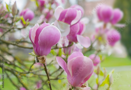 closeup on beautiful pink flowers of a magnolia tree blooming at springtime.