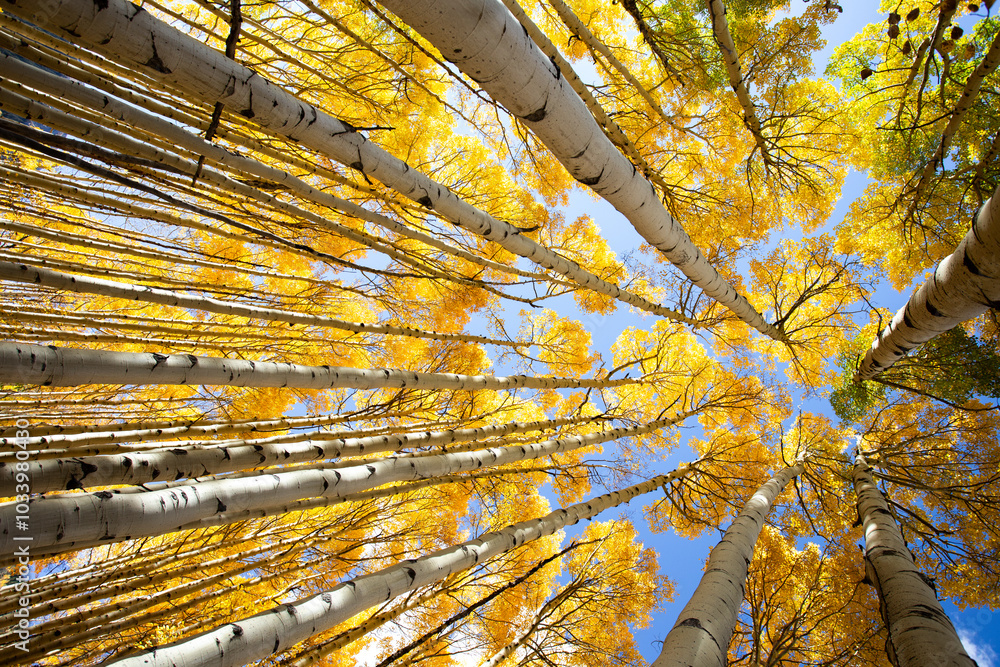 Autumn in Colorodo