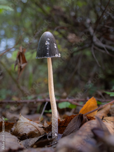 Coprinopsis picacea. Mushroom in a chestnut forest. photo