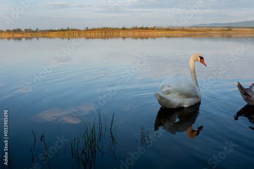 White swan onlake shore. Swan on beach. Swan on shore photo